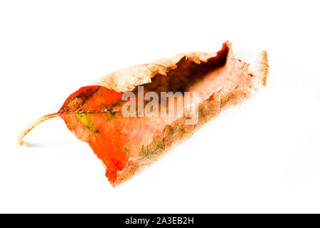 autumn leaves macro. Isolated autumn fallen leaves over white background Stock Photo