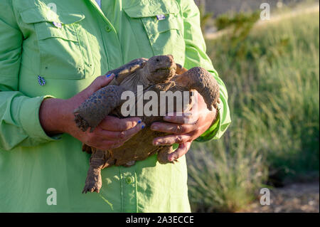Bolson Tortoise, (Gopherus flavomarginatus), Turner Endangered Species Fund, New Mexico, USA. Stock Photo