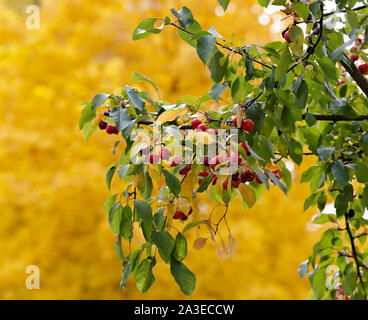 Small uneatable fruits of a decorative apple tree with yellow background Stock Photo