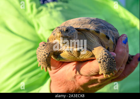 Bolson Tortoise, (Gopherus flavomarginatus), Turner Endangered Species Fund, New Mexico, USA. Stock Photo