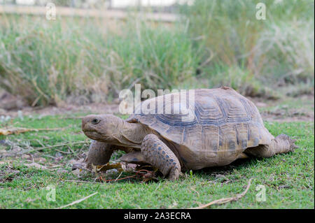 Bolson Tortoise, (Gopherus flavomarginatus), Turner Endangered Species Fund, New Mexico, USA. Stock Photo