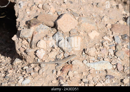 Eastern Side-blotched Lizard Uta stansburiana stejnegeri), female.  Ladder ranch, New Mexico, USA. Stock Photo