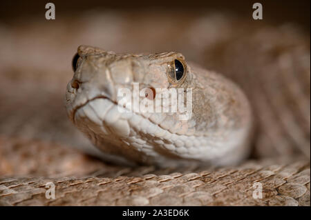Western Diamond-backed rattlesnake, (Crotalus atria), Sierra co., New Mexico, USA. Stock Photo