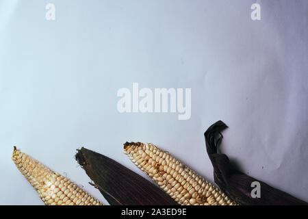 corn with plain background in light color and colored leaves Stock Photo