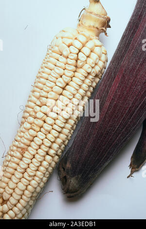 corn with plain background in light color and colored leaves Stock Photo