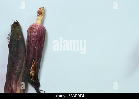 corn with plain background in light color and colored leaves Stock Photo