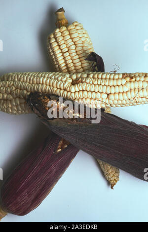 corn with plain background in light color and colored leaves Stock Photo