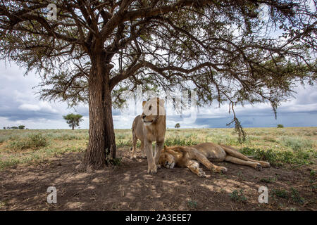 Africa, Tanzania, Ndutu Conservation Area, Adult male Lion (Panthera leo) stands watch above sleeping brother in the shade of an acacia tree, as rainy Stock Photo