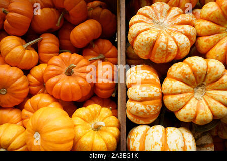 A close up of small orange and yellow fall pumpkins separated by bins. Stock Photo