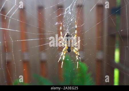 Backlit underside of a spider (Anelosimus studiosus) on a cobweb in a garden setting. Stock Photo