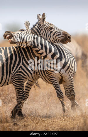 Africa, Tanzania, Ngorongoro Conservation Area, Plains Zebra (Equus burchelli) during Serengeti Migration on Ndutu Plains Stock Photo