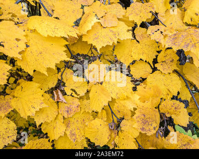 beautiful bright autumnal foliage. colorful yellow leaves as natural background Stock Photo