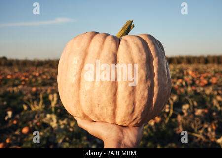 Hand holding a beautiful pink pumpkin in a farm field during sunset. Stock Photo
