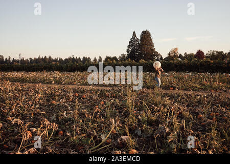 Pumpkin patch in a farm during sunset. Stock Photo