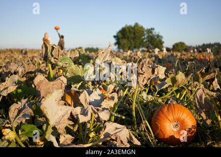 Pumpkin patch. Close up of fresh ripe pumpkin on a farm field in the foreground during sunset with people holding pumpkins in the blurry background. Stock Photo