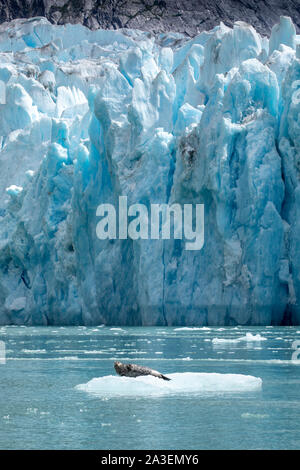 USA, Alaska, South Sawyer - Fords Terror Wilderness, Harbor Seal resting on iceberg calved from Dawes Glacier in Endicott Arm Stock Photo