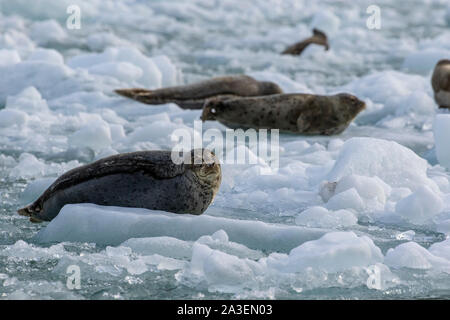 USA, Alaska, South Sawyer - Fords Terror Wilderness, Harbor Seals resting on icebergs calved from South Sawyer Glacier in Tracy Arm Stock Photo