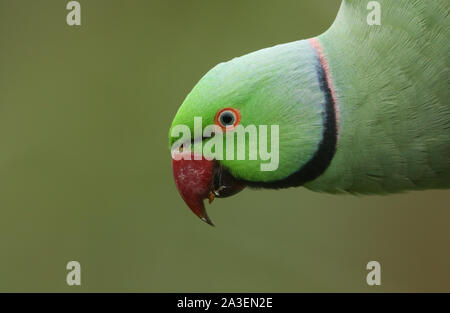 A head shot of a  ring-necked, or rose-ringed Parakeet. It is the UK's most abundant naturalised parrot. Stock Photo