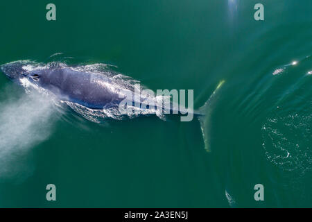 USA, Alaska, Aerial view of Humpback Whale (Megaptera novaeangliae) swimming at surface of Frederick Sound on summer afternoon Stock Photo
