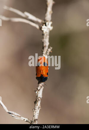 Four spotted leaf beetle Stock Photo