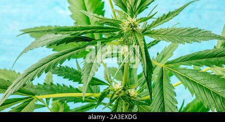 A panorama of flowering cannabis buds, macro photo on a blue bakground Stock Photo