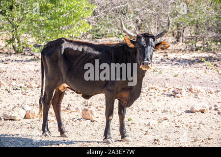A black cow with long horns standing on a hot and barren landscape, Namibia, Africa Stock Photo