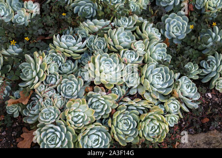 Collection of small decorative succulents in pots Stock Photo