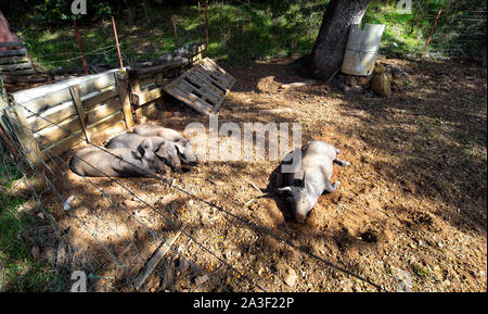 Iberian pigs resting in the field. Stock Photo