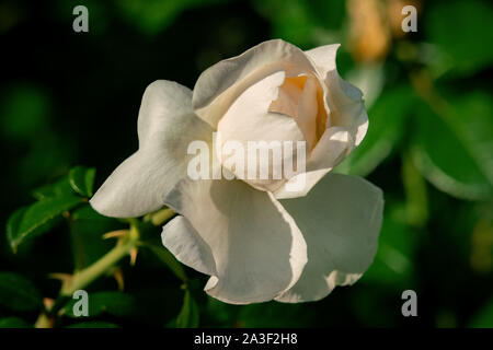 Sunny close up of a single white Crimson Blush english rose flower with many details and a green bokeh background Stock Photo