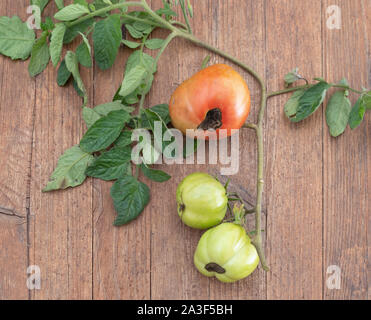 Tomatoes with Blossom end rot. On wooden bench. Stock Photo