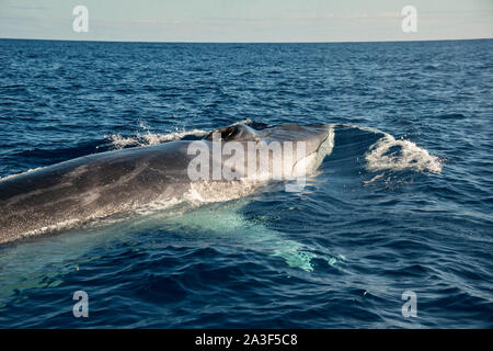Fin whale, Balaenoptera physalus, vulnerable species Stock Photo