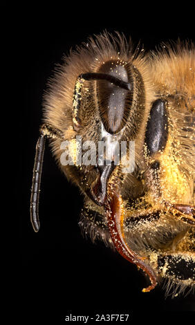 Honey bee covered in pollen, tongue exposed,  Apis mellifera Stock Photo