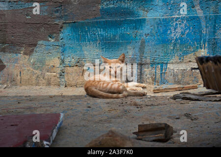 Alert red striped kitten lying against an old painted wooden wall Stock Photo