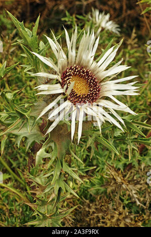 silver thistle, flower and spiny leaves Stock Photo