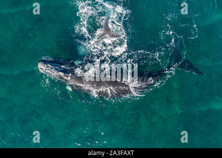 Aerial view of a southern right whale and her calf in the shallow protected waters of the Nuevo Gulf, Valdes Peninsula, Argentina. Stock Photo