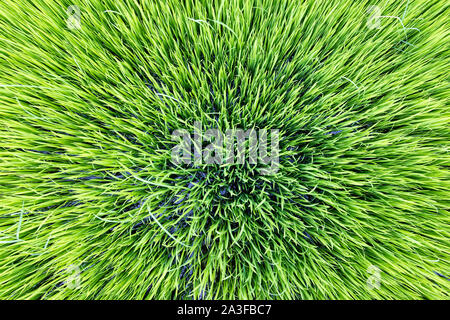 Beautiful green basmati rice plantation field growing in India picture taken vertically from above wide angle - Tiruvannamalai India 2019 Stock Photo