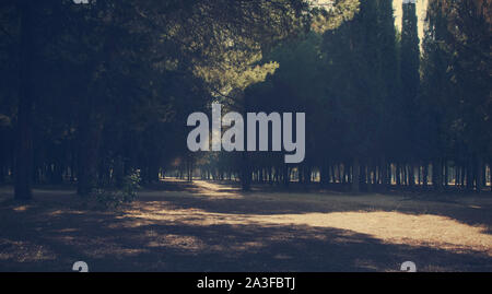 Sun's rays and shade through coniferous trees. Infanta Elena Park, Seville, Spain Stock Photo