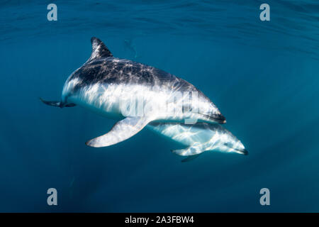 Pod of dusky dolphins, Lagenorhynchus obscurus, near the surface, Nuevo Gulf, Valdes Peninsula, Argentina.