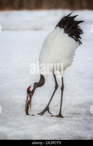 Red Crowned Crane eating a fish, Hokkaido, Japan Stock Photo