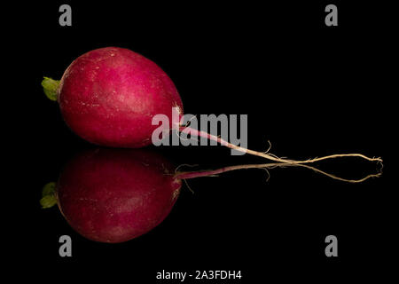 One whole fresh red radish isolated on black glass Stock Photo