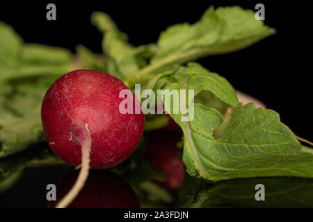 One whole fresh red radish isolated on black glass Stock Photo