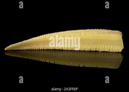 One half of baby yellow corn isolated on black glass Stock Photo