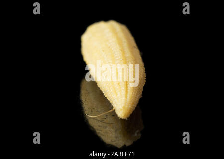 One whole baby yellow corn isolated on black glass Stock Photo