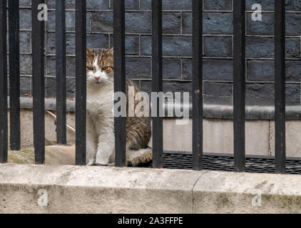 London UK 8th Oct. 2019,  Larry the Downing Street cat at 10 Downing Street, London Credit Ian Davidson/Alamy Live News Stock Photo