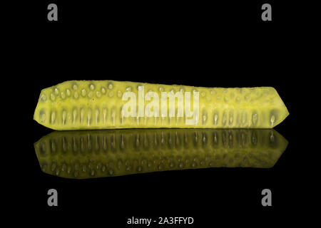 One piece of mini green cucumber isolated on black glass Stock Photo