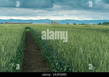 Cereal crop landscape with processing plant in background, agriculture and farming concept Stock Photo