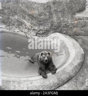 1953, historical, a brown bear lying in a concrete water pond at London Zoo, London, England, UK. In 1985 the zoo closed its bear enclosure, Mappin Terraces. Opened to the public in 1847 to aid funding, the zoo had originally opened in 1828 as a place purely for scientific study by the Zoological Society of London (ZSL), a charity committed to the conservation of animals and their habitats. Stock Photo