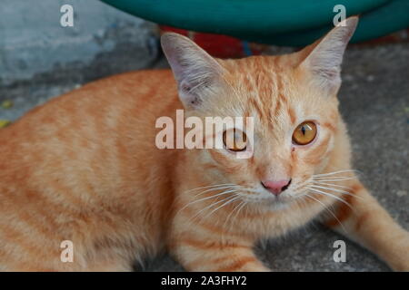 Closeup eyes of cute ginger cat relaxing on cement floor and making eye contact Stock Photo