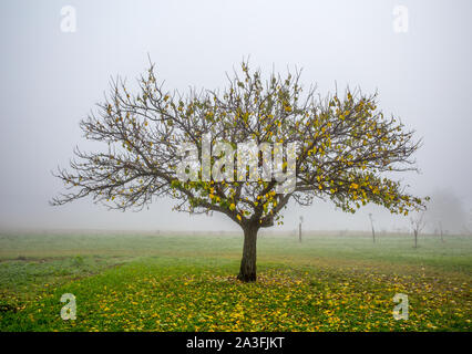 Lonely apple tree in foggy autumn field. Stock Photo