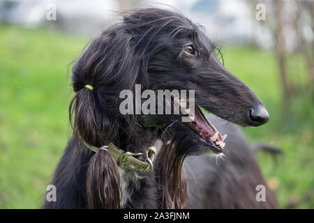 Portrait of cute afghan hound. Eastern greyhound or persian greyhound. Pet animals. Purebred dog. Stock Photo